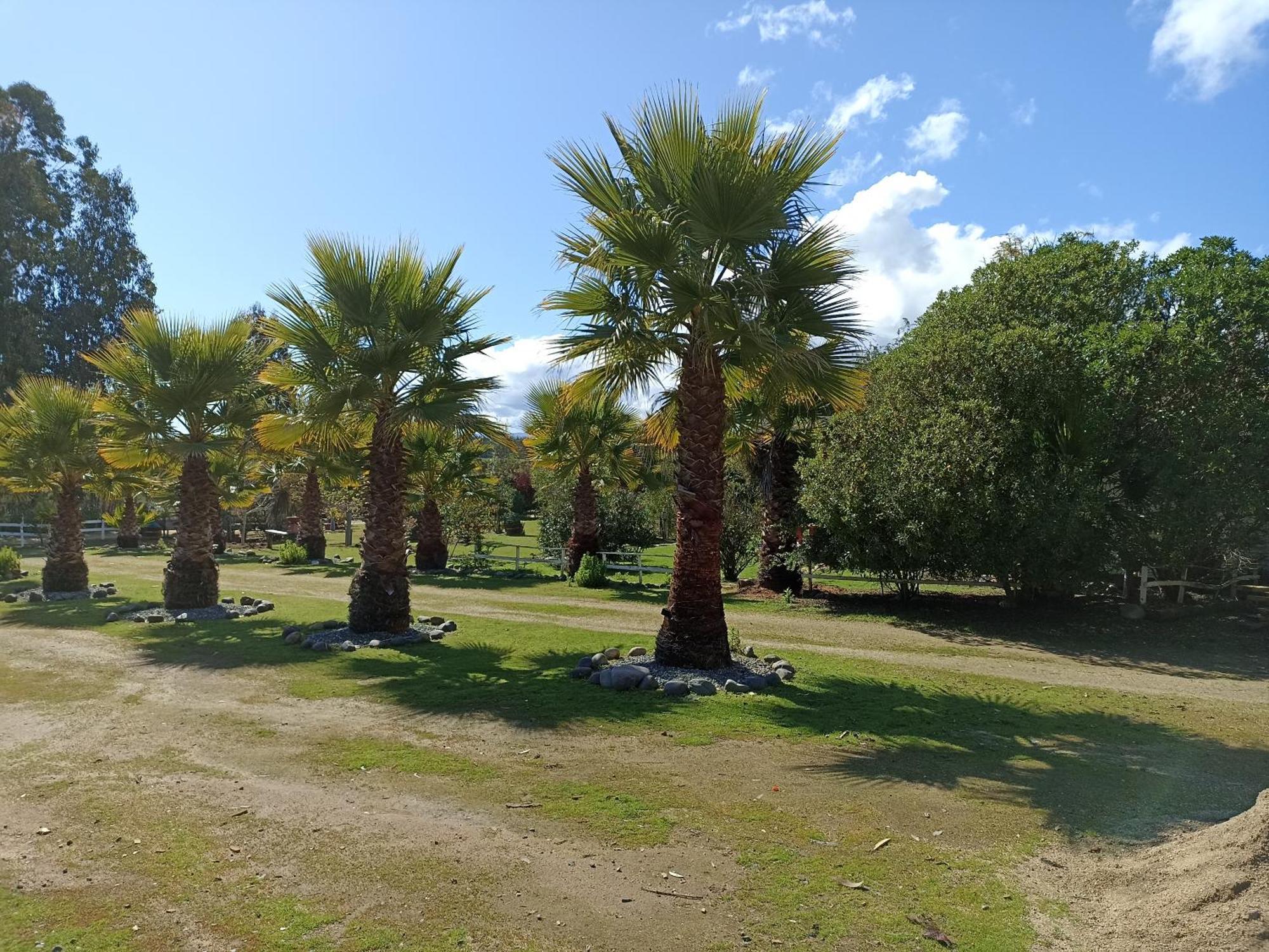 El Algarrobo אלגרובו מראה חיצוני תמונה